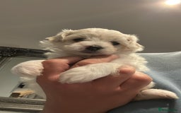 Maltipoo dogs for sale: Very small Maltipoo  - Image 27