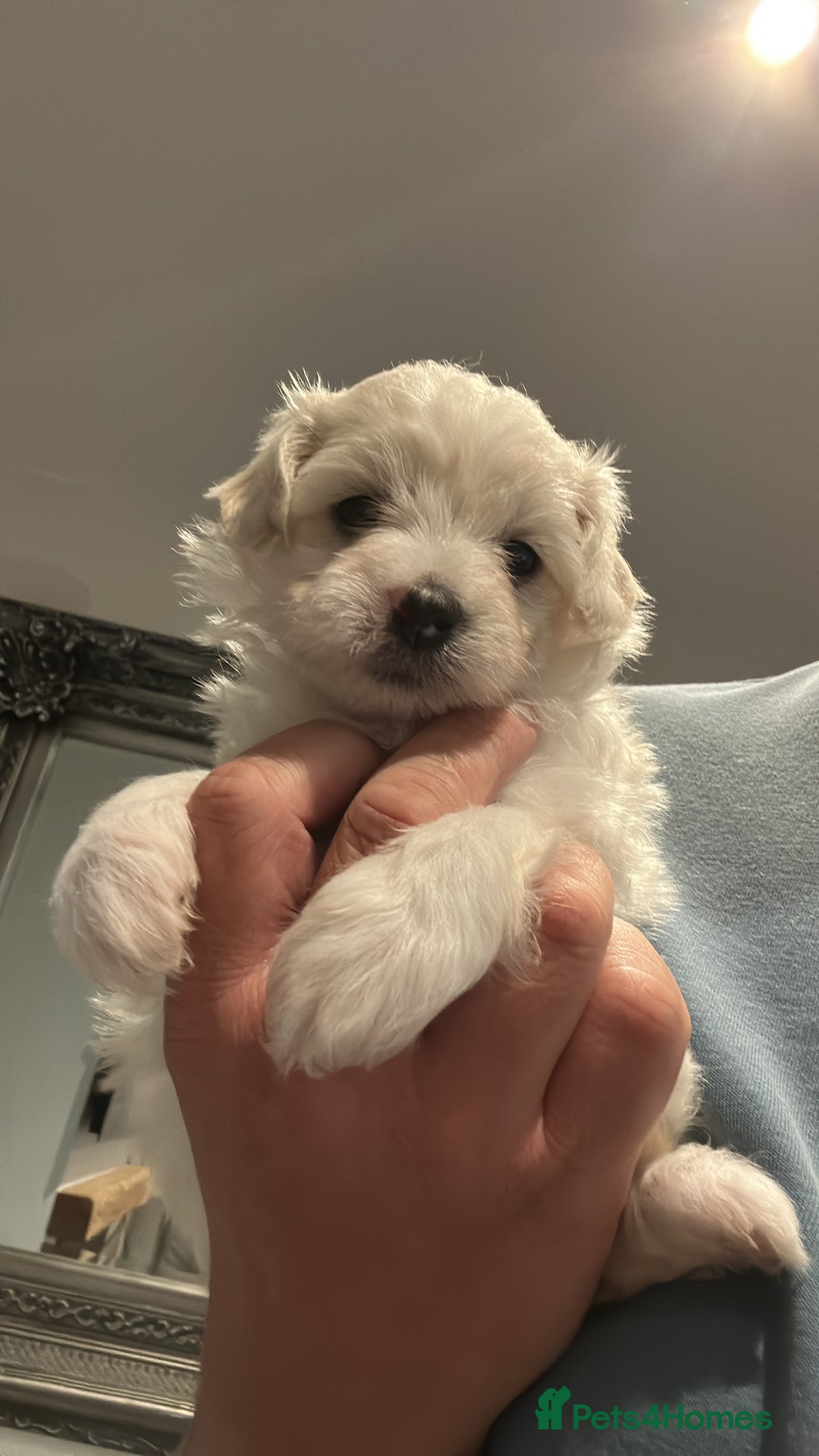 Maltipoo dogs for sale: Very small Maltipoo  - Image 27