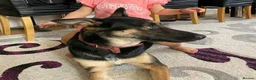 German Shepherd dogs for sale: Sell nala in Mexborough - Advert 2