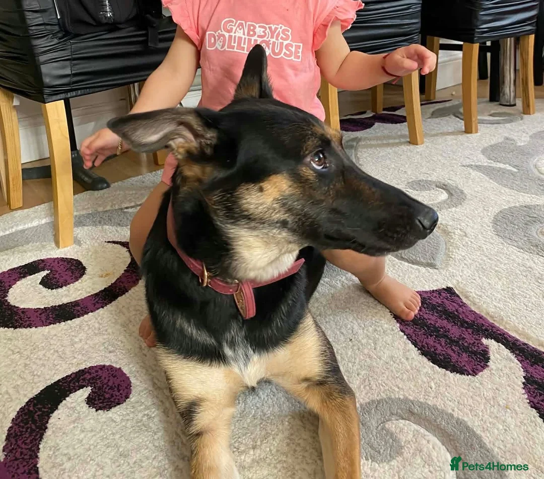 German Shepherd dogs for sale: Sell nala in Mexborough - Advert 2