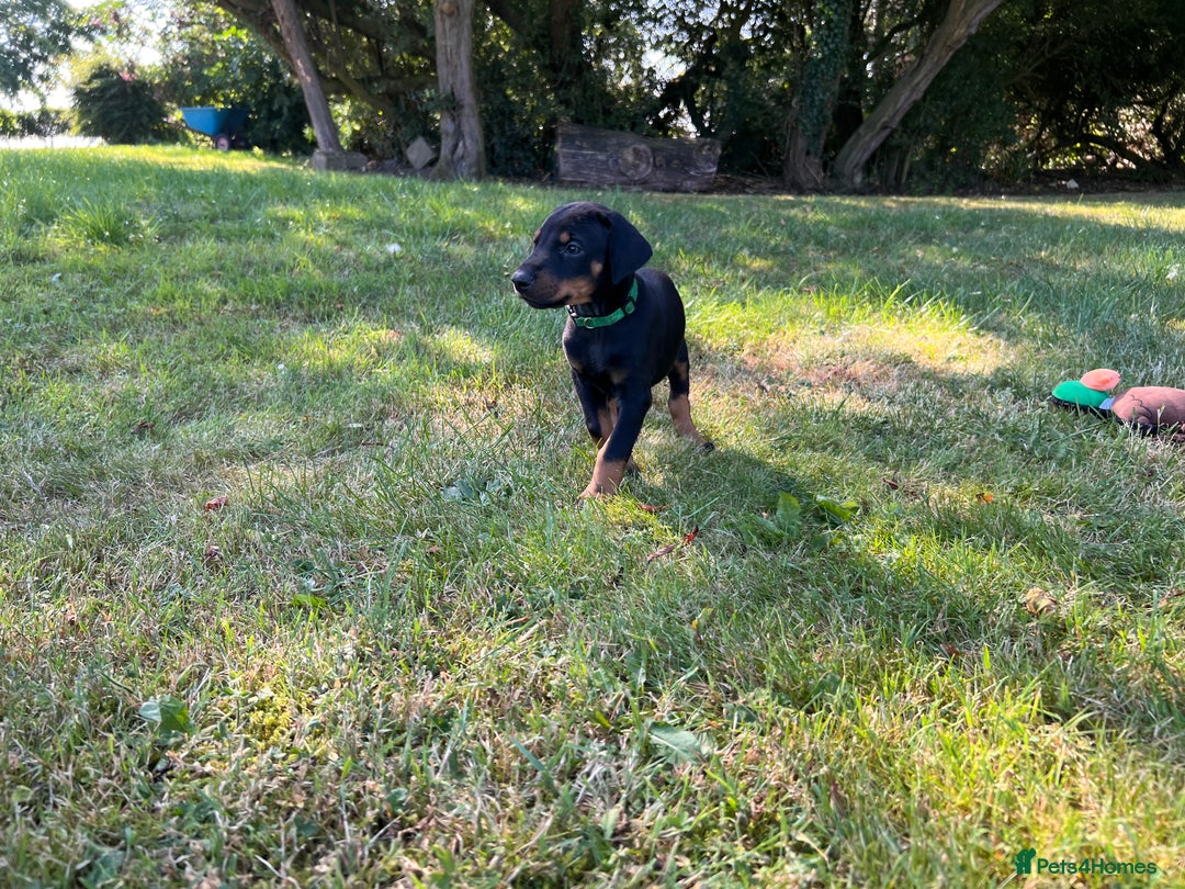 Dobermann dogs for sale: Ready now, Outstanding KC Reg Dobermann puppies - Image 16