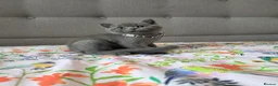 British Shorthair cats for sale: Ready to go British Shorthair kittens  - Advert 6