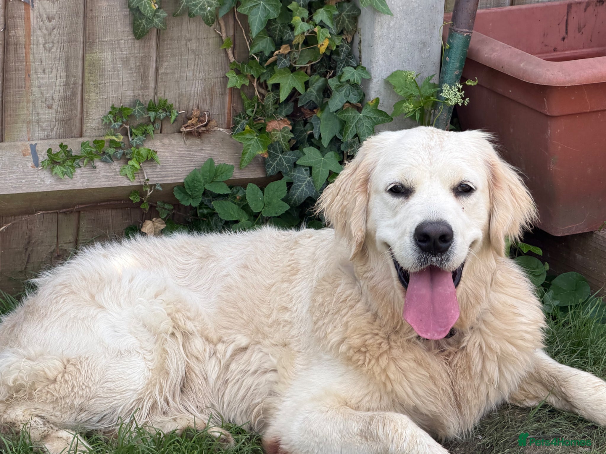 Golden Retriever dogs KC reg fully health tested 1 year old female  - Advert 2