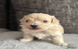 Mixed Breed dogs for sale: 6 beautiful havapoo’s - Image 4