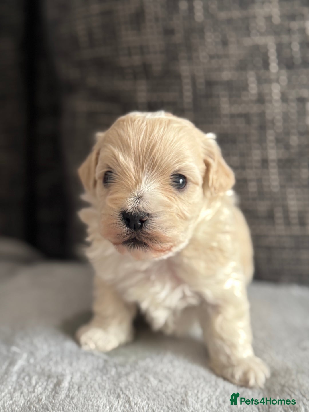 Mixed Breed dogs for sale: 6 beautiful havapoo’s - Image 4