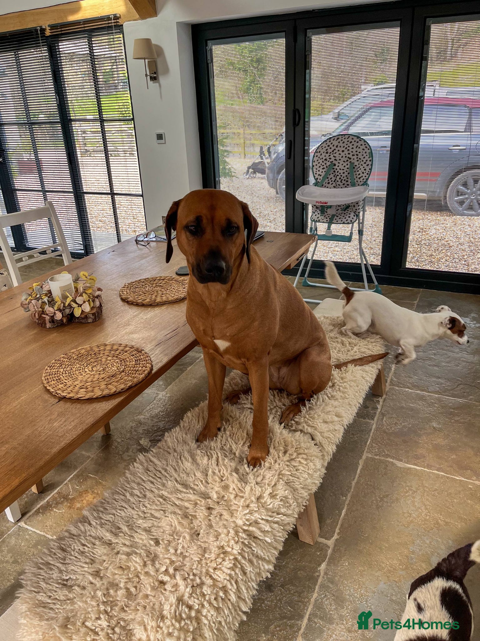 Rhodesian Ridgeback dogs for sale: Waiting List Open - Due 12th June in Melksham - Advert 11