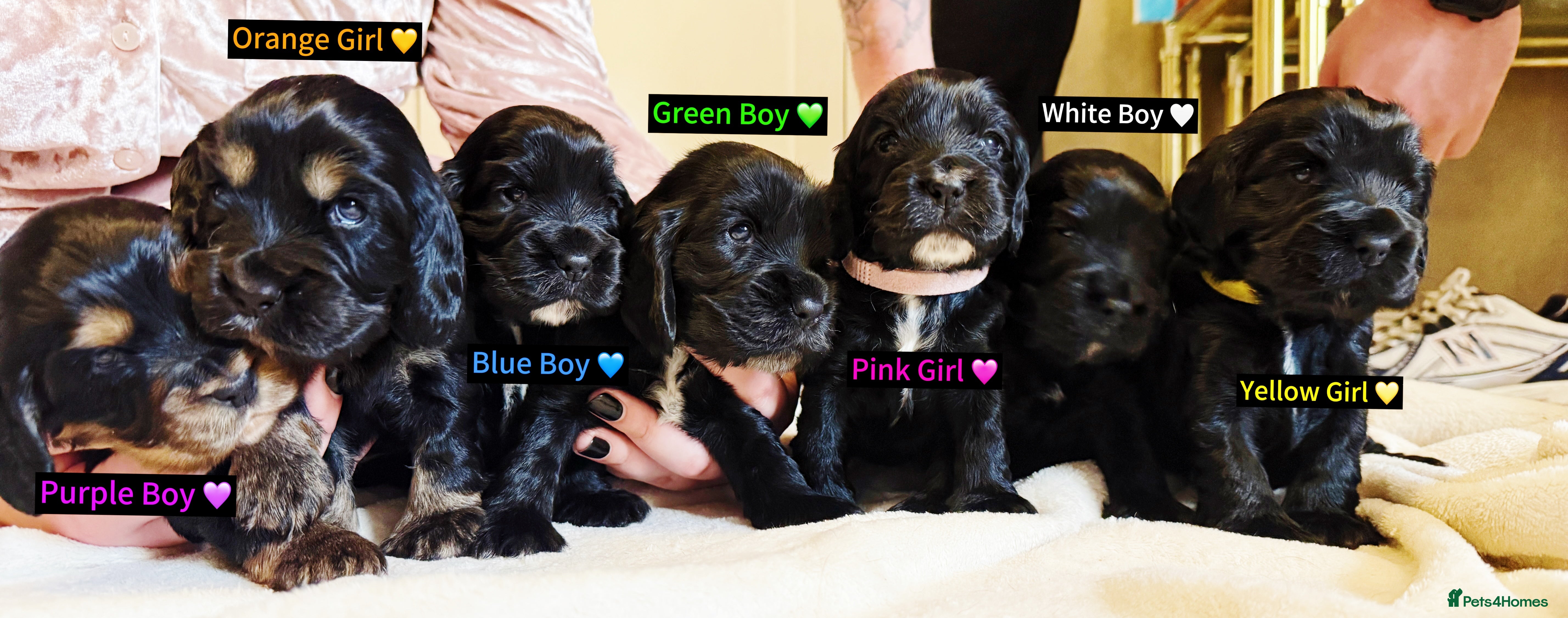 Cocker Spaniel dogs Pure Bred English Cocker Spaniel  in Liverpool - Advert 1