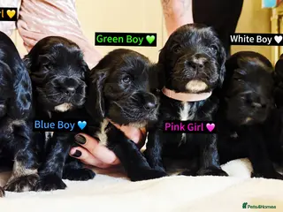 Cocker Spaniel dogs Pure Bred English Cocker Spaniel in Liverpool - Advert 1