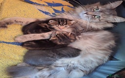 British Shorthair cats for sale: Happy Ragdoll British Short Haired Cross - Image 10