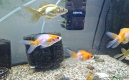 Fancy Goldfish fish for sale: Selection of Baby fancy goldfish - Image 5