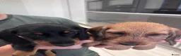 Miniature Dachshund dogs for sale: Miniature dachshund Wirehaired  - Advert 23