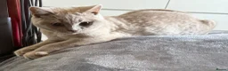 British Shorthair cats for sale: Ready now. Beautiful kitten 🐾❤️ - Advert 4