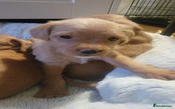 Mixed Breed dogs for sale: Frenchie x cockerpoo pups - Image 5