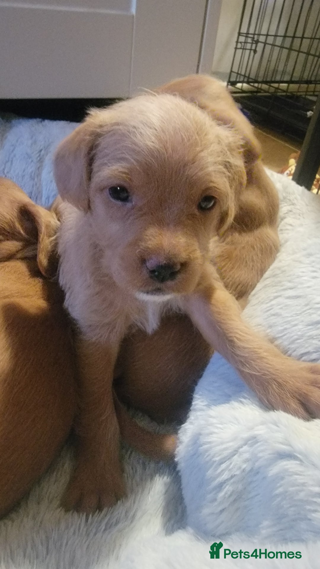 Mixed Breed dogs for sale: Frenchie x cockerpoo pups - Image 5