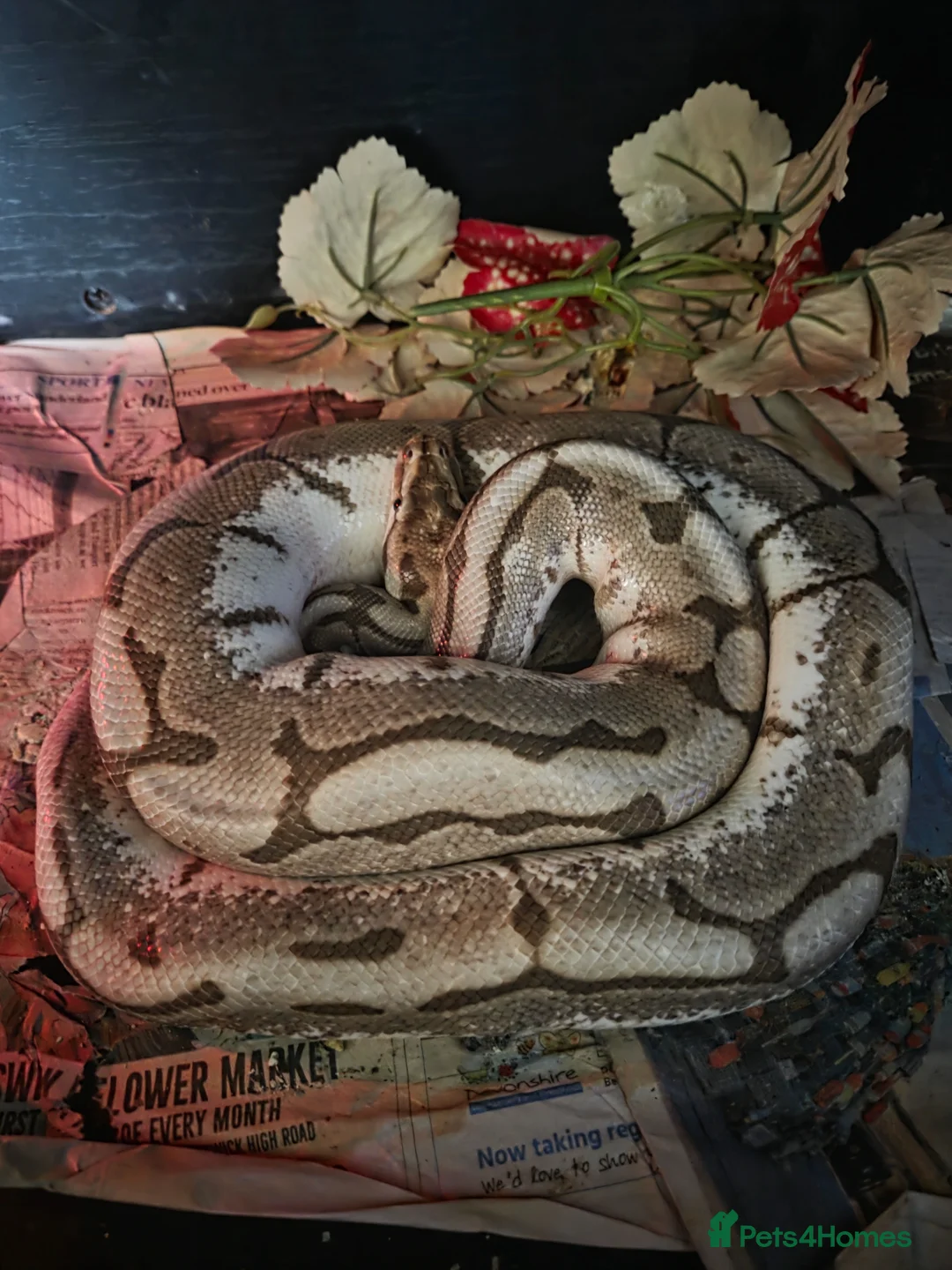 Python Snake reptiles for sale: Male 3 year ols spider fire enchi - Advert 1