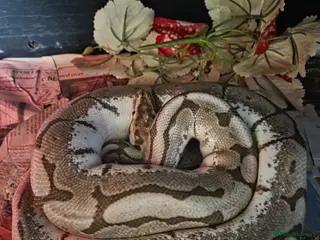 Python Snake reptiles Male 3 year ols spider fire enchi - Advert 1