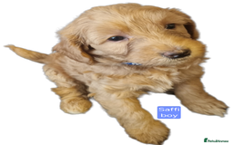 Labradoodle dogs for sale: Outstanding beautiful labradoodles F3b puppies - Image 7