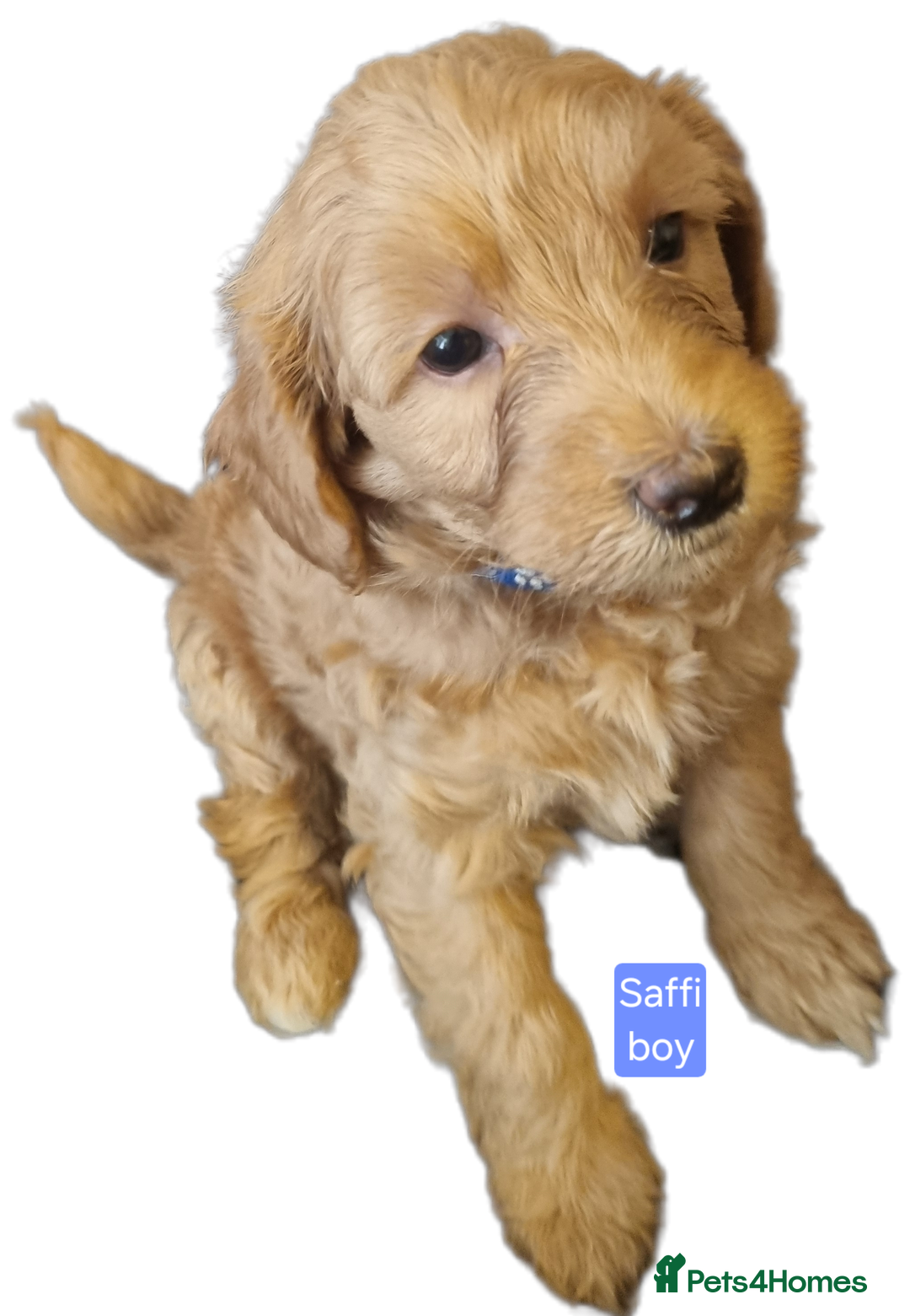 Labradoodle dogs for sale: Outstanding beautiful labradoodles F3b puppies - Image 7