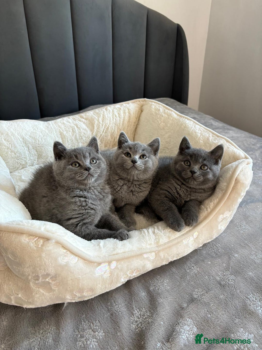 British Shorthair cats for sale: British shorthair kittens - Image 11