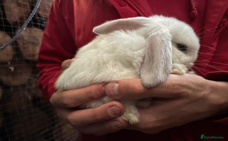 Mini Lop rabbits - Advert 11