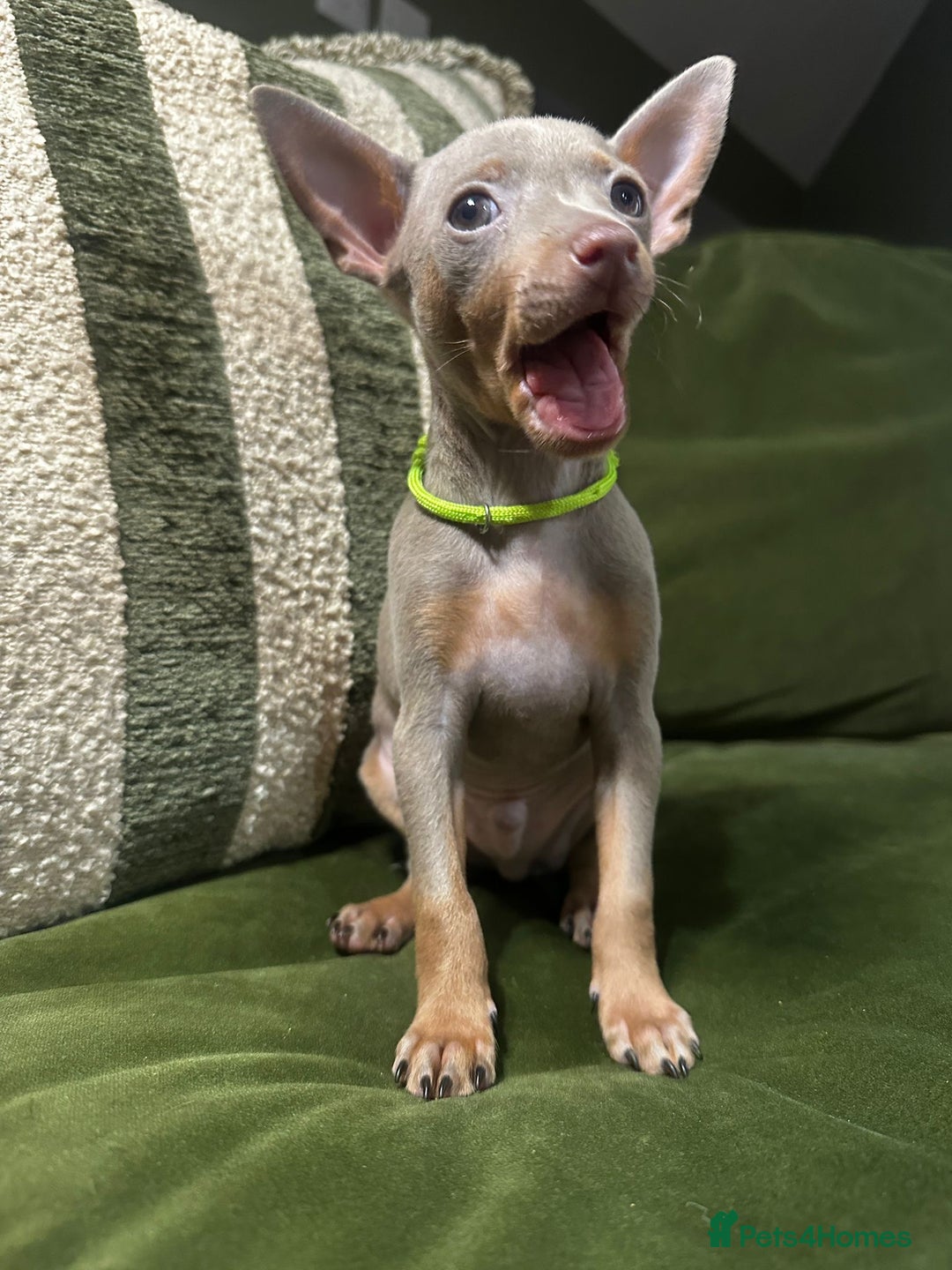 Miniature Pinscher dogs for sale: Stunning Miniature Pinschers - Advert 6