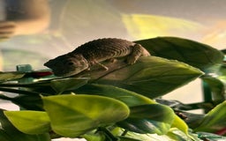 Chameleon reptiles for sale: Jackson’s breeding pair Chameleons with set up in Llandudno - Image 10