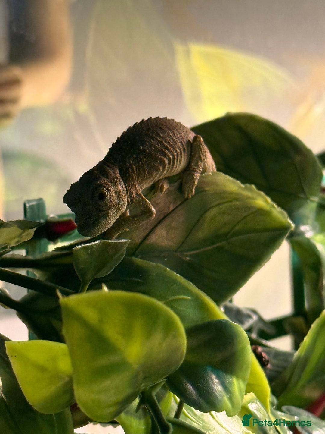 Chameleon reptiles for sale: Jackson’s breeding pair Chameleons with set up in Llandudno - Image 10
