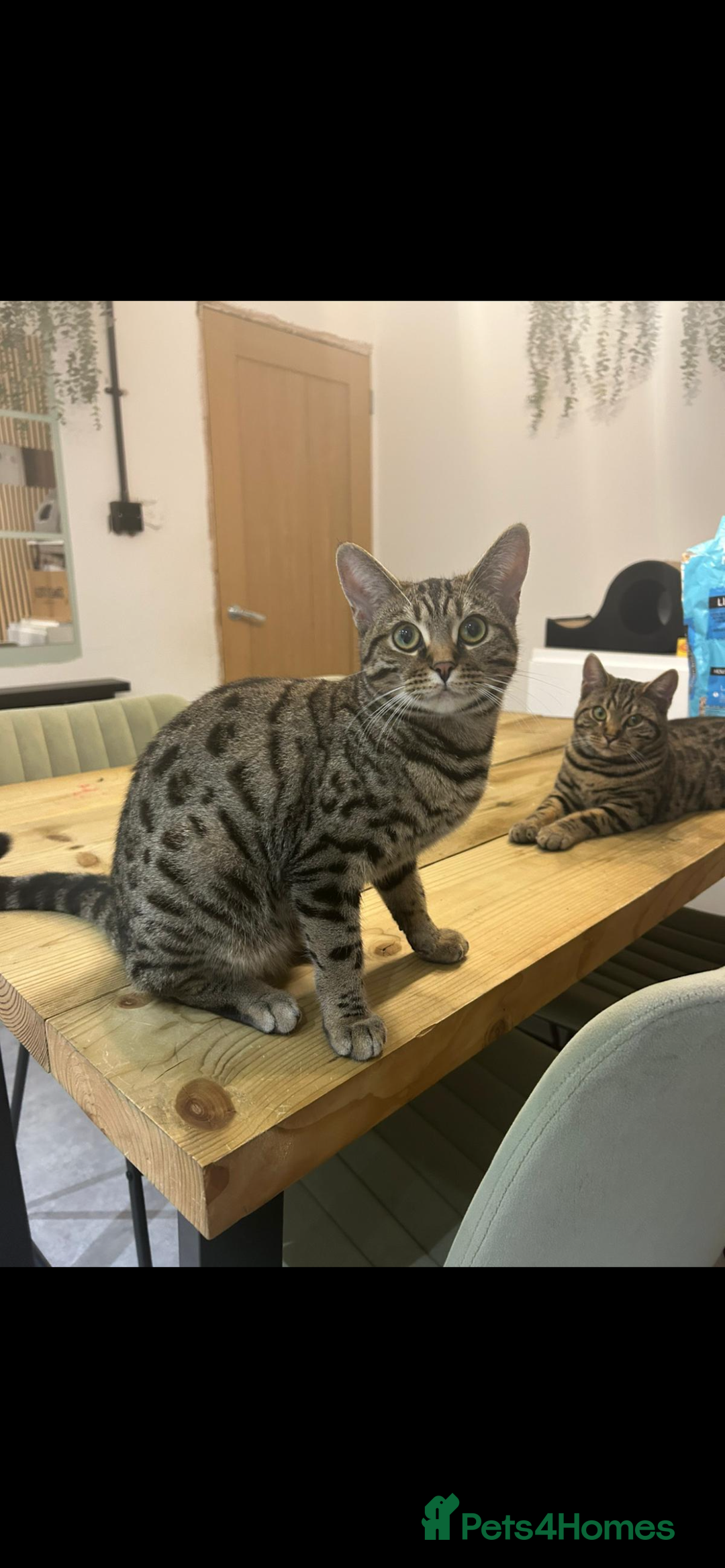 Bengal cats for sale: Bengal mix  - Advert 1