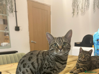 Bengal cats Bengal mix - Advert 1