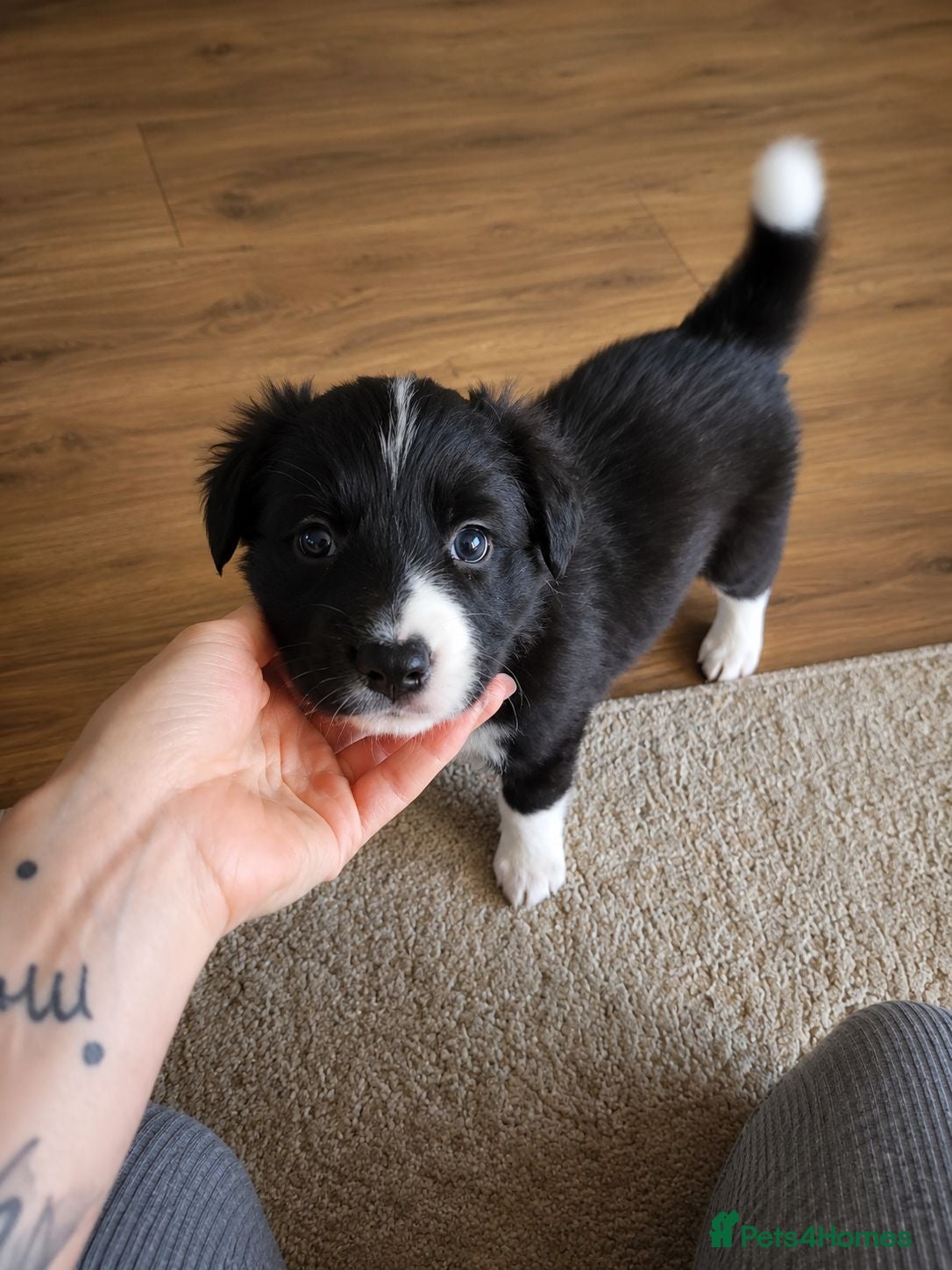 Border Collie dogs BORDER COLLIE PUPPIES – BEAUTIFUL LITTER OF 9  - Advert 3