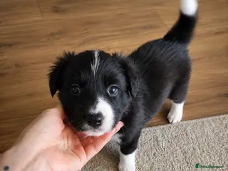 Border Collie dogs BORDER COLLIE PUPPIES – BEAUTIFUL LITTER OF 9 - Advert 3