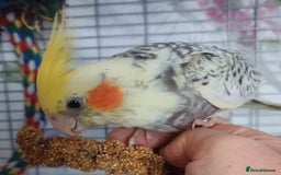 Cockatiels birds for sale: DNA tested female baby hand-reared cockatiels - Image 3