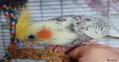 Cockatiels birds - Advert 3