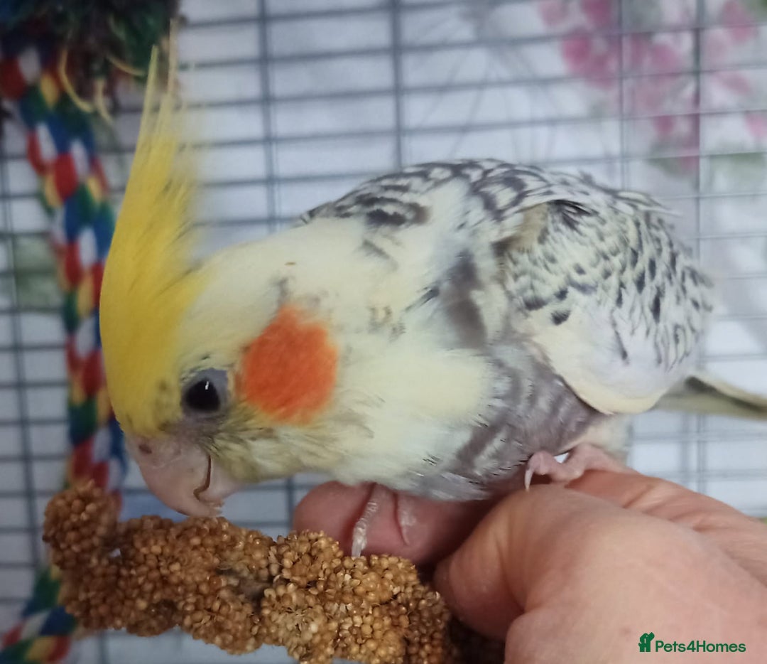 Cockatiels birds for sale: DNA tested female baby hand-reared cockatiels - Image 3