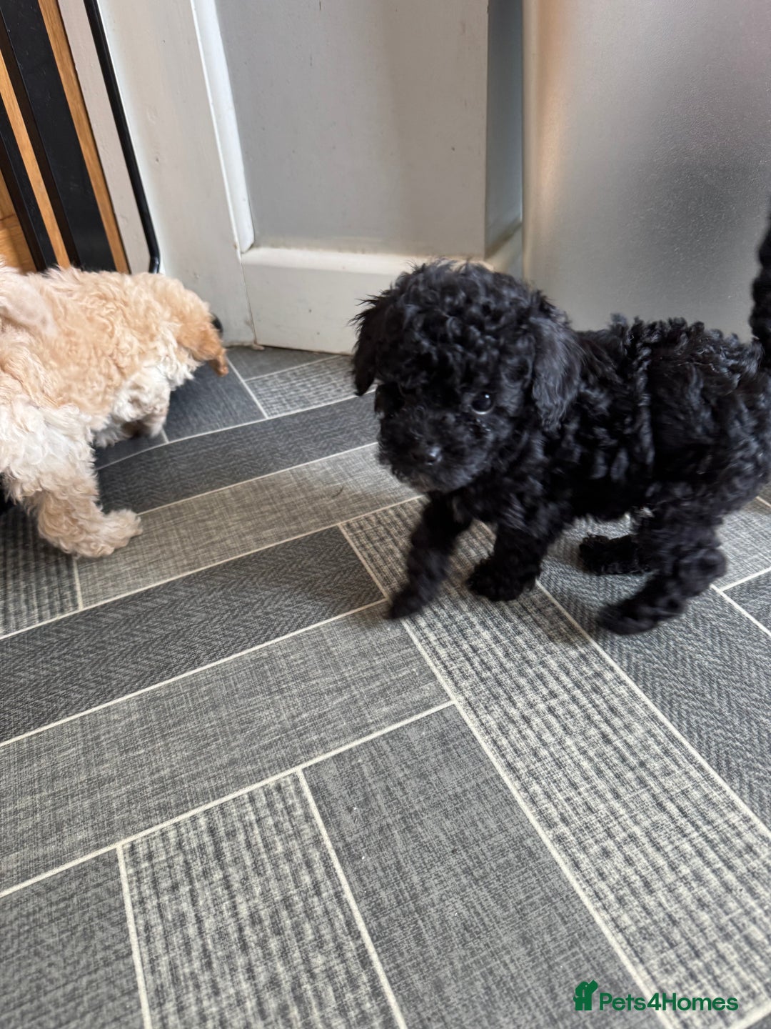 Toy Poodle dogs for sale: Toy Poodles  - Image 1