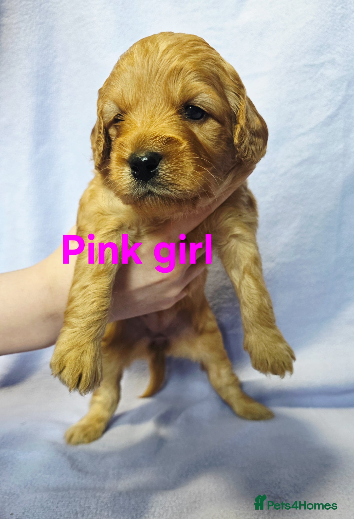 Mini Goldendoodle dogs for sale: Mini F1B Goldendoodles in Ballymoney - Advert 2