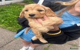 Cockapoo dogs for sale: F2 Cockapoos - Image 11