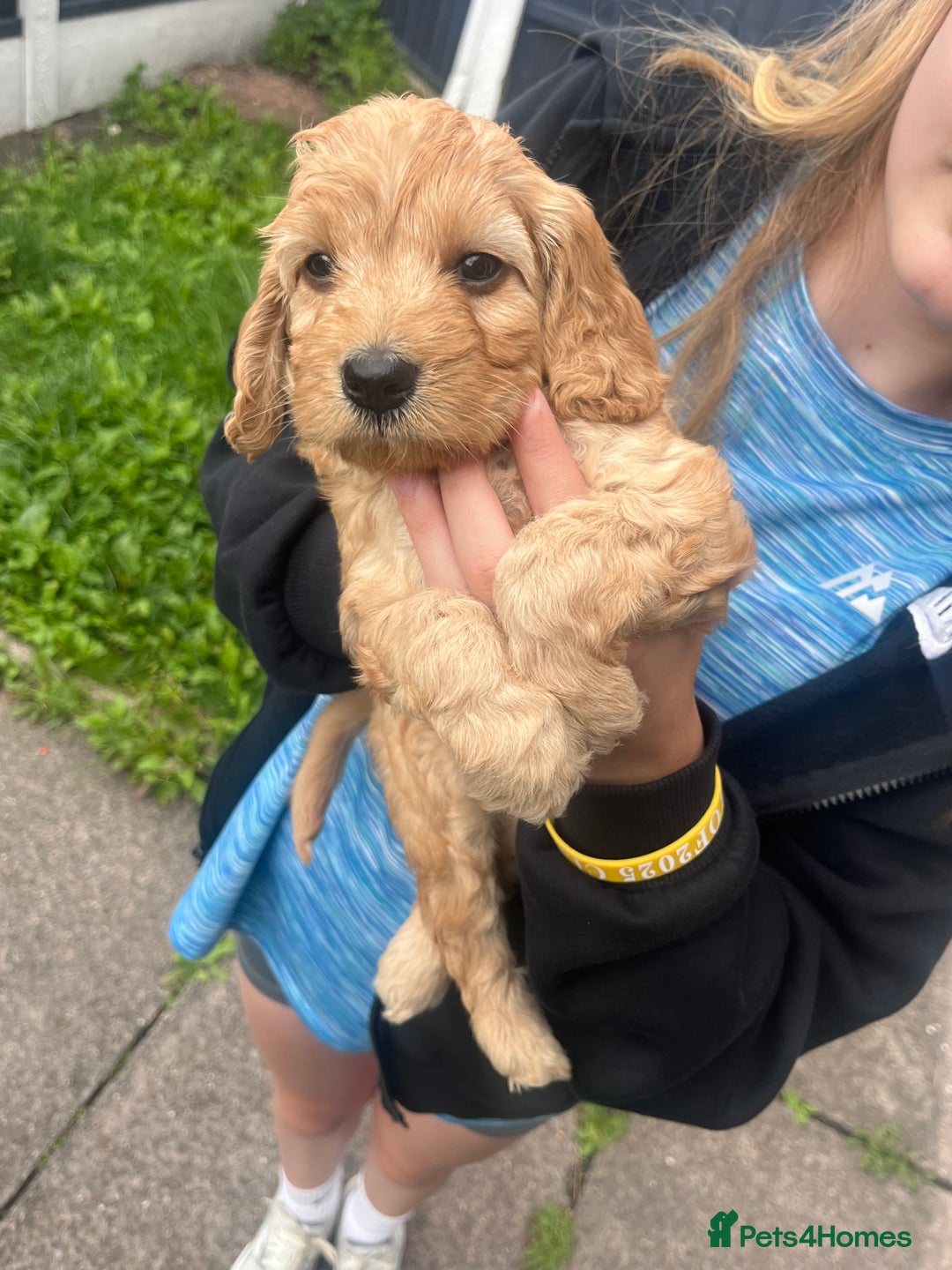 Cockapoo dogs for sale: F2 Cockapoos - Image 11