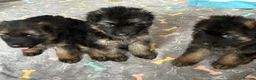 German Shepherd dogs for sale: Stunning GSD working line puppies  - Advert 20