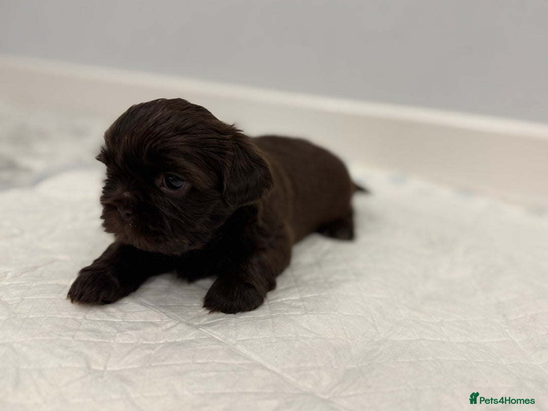 Shih Tzu dogs for sale: ✨ Exceptional Shih Tzu Puppies – Available✨ - Advert 17