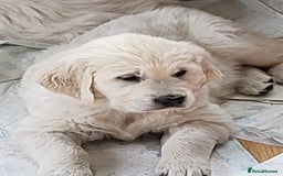 Golden Retriever dogs for sale: CHUNKY PALE BOY - Image 2