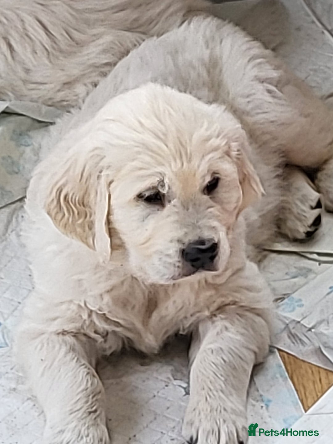Golden Retriever dogs for sale: CHUNKY PALE BOY - Image 2