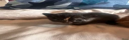 Domestic Shorthair cats for sale: Kittens for sale  - Advert 17