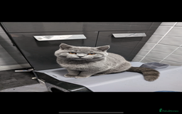 British Shorthair cats for sale: British shorthair babies - Advert 4