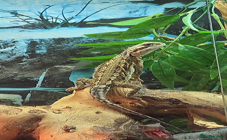 Dragon reptiles - Advert 1