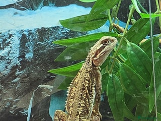 Dragon reptiles - Advert 24