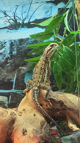 Dragon reptiles - Advert 2