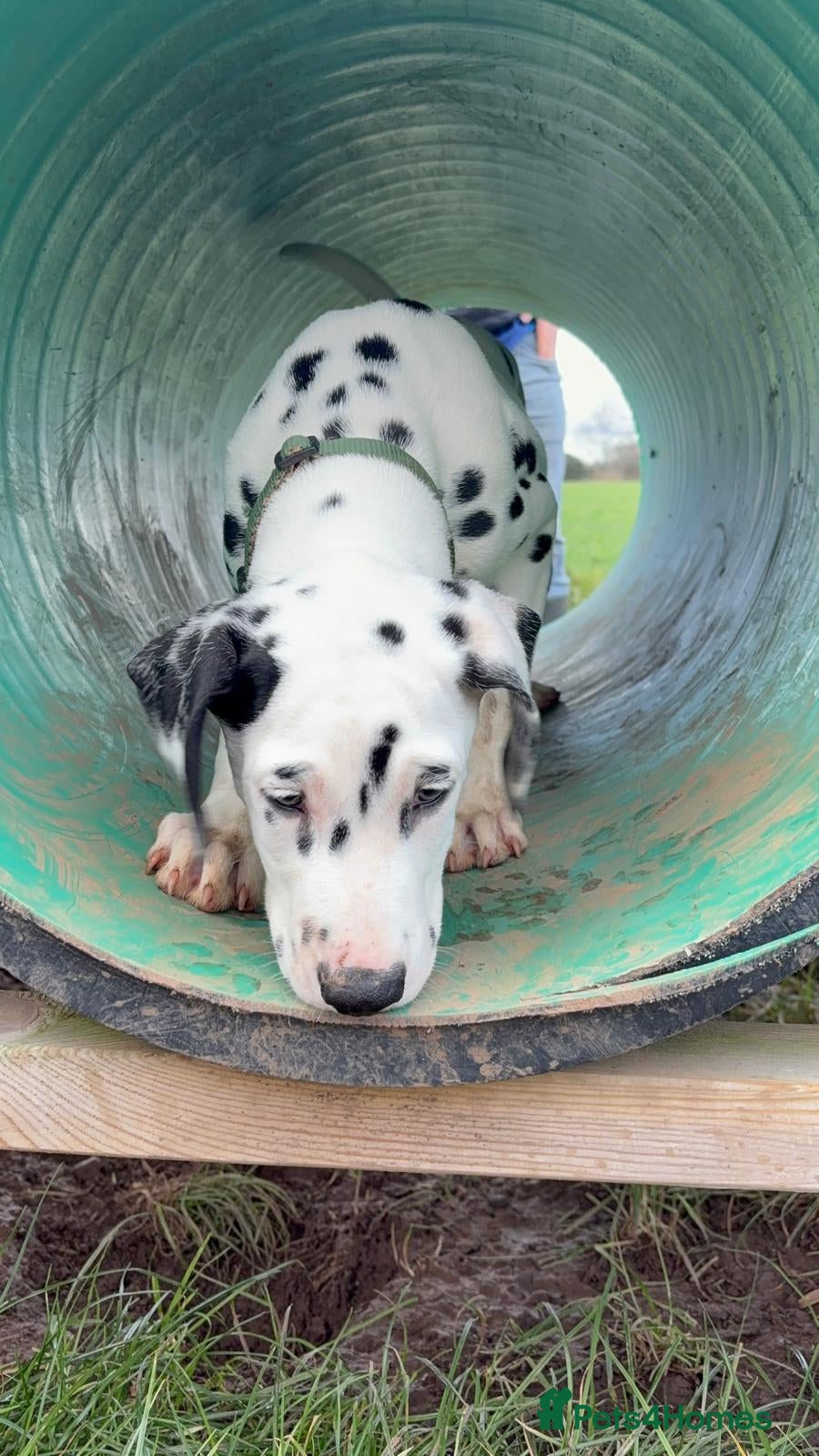 Dalmatian dogs Dalmatian puppies ready 21stJan read advert fully - Advert 14