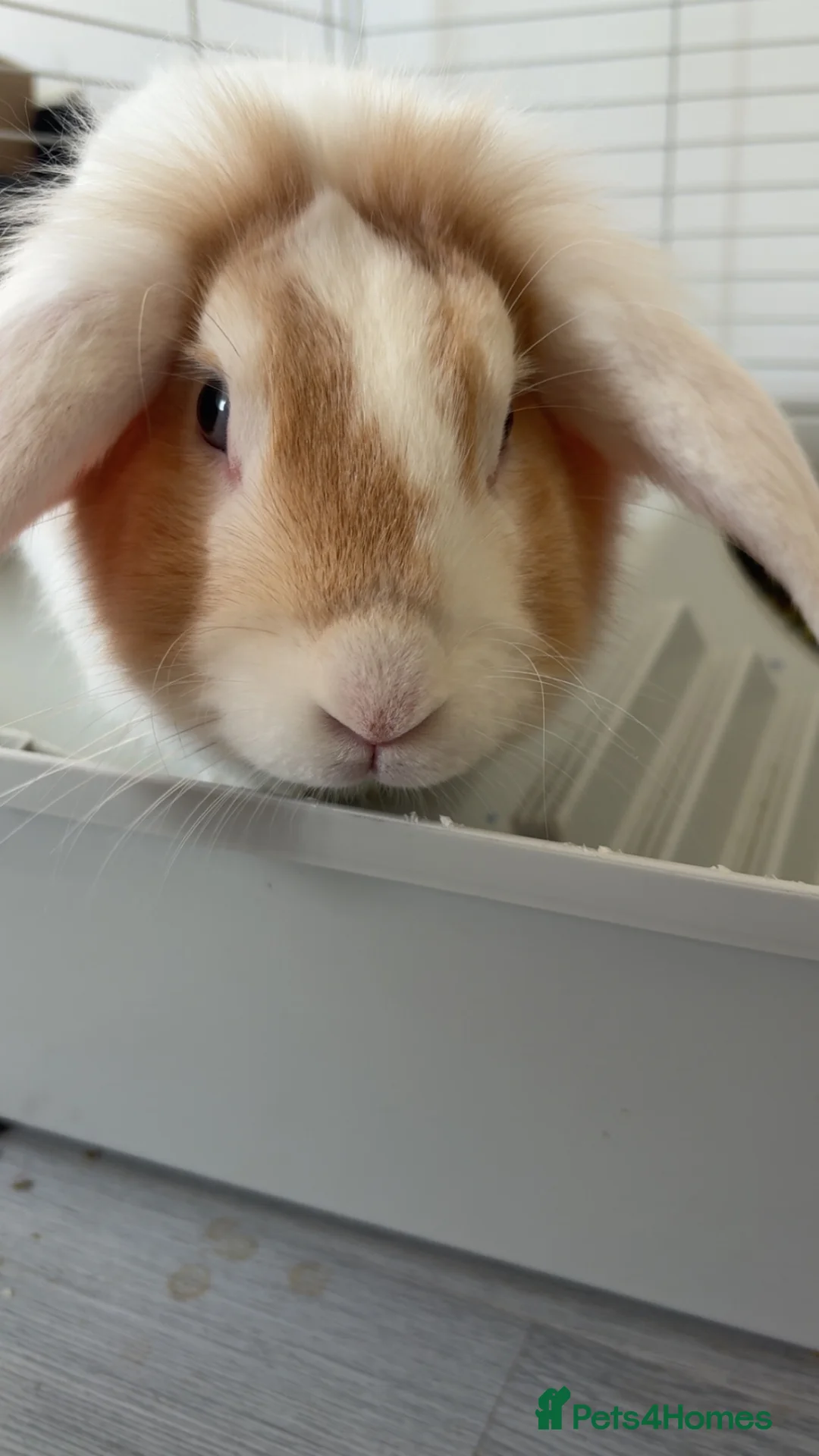 Lionhead rabbits for sale: 1 year old male lionhead for sale  - Advert 2