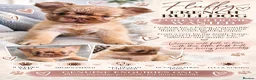 French Bulldog dogs for sale: Beautiful Fluffy French Bulldog 💕 - Advert 6